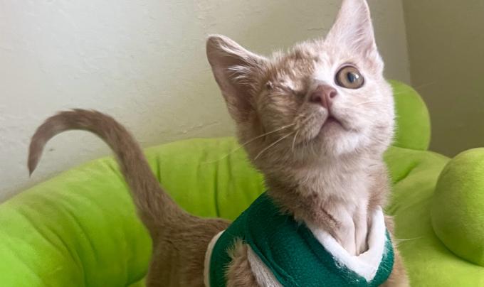 Sunny the one-eyed kitten wearing a green vest